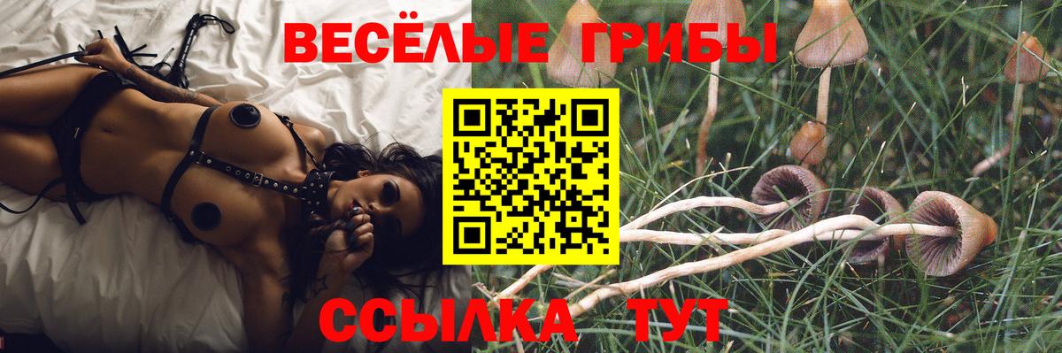 Галлюциногенные грибы Cubensis Нерюнгри